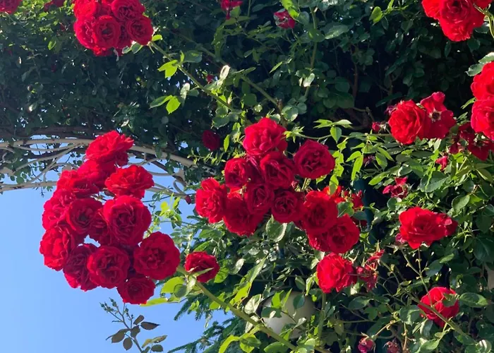 Kambani 1 Apartament Sveti Vlas